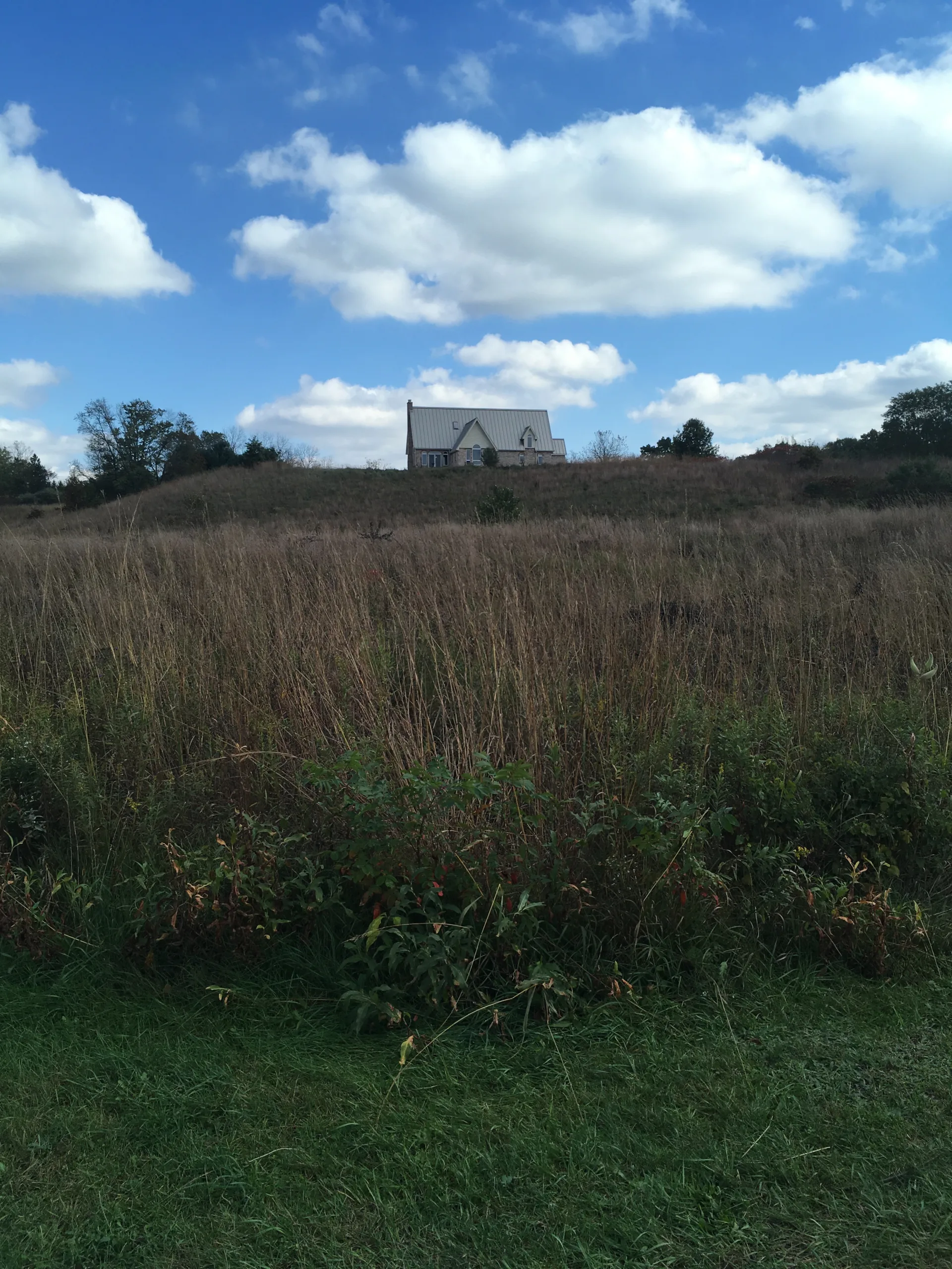 field of tall grass with large building in background and white clouds in blue sky
