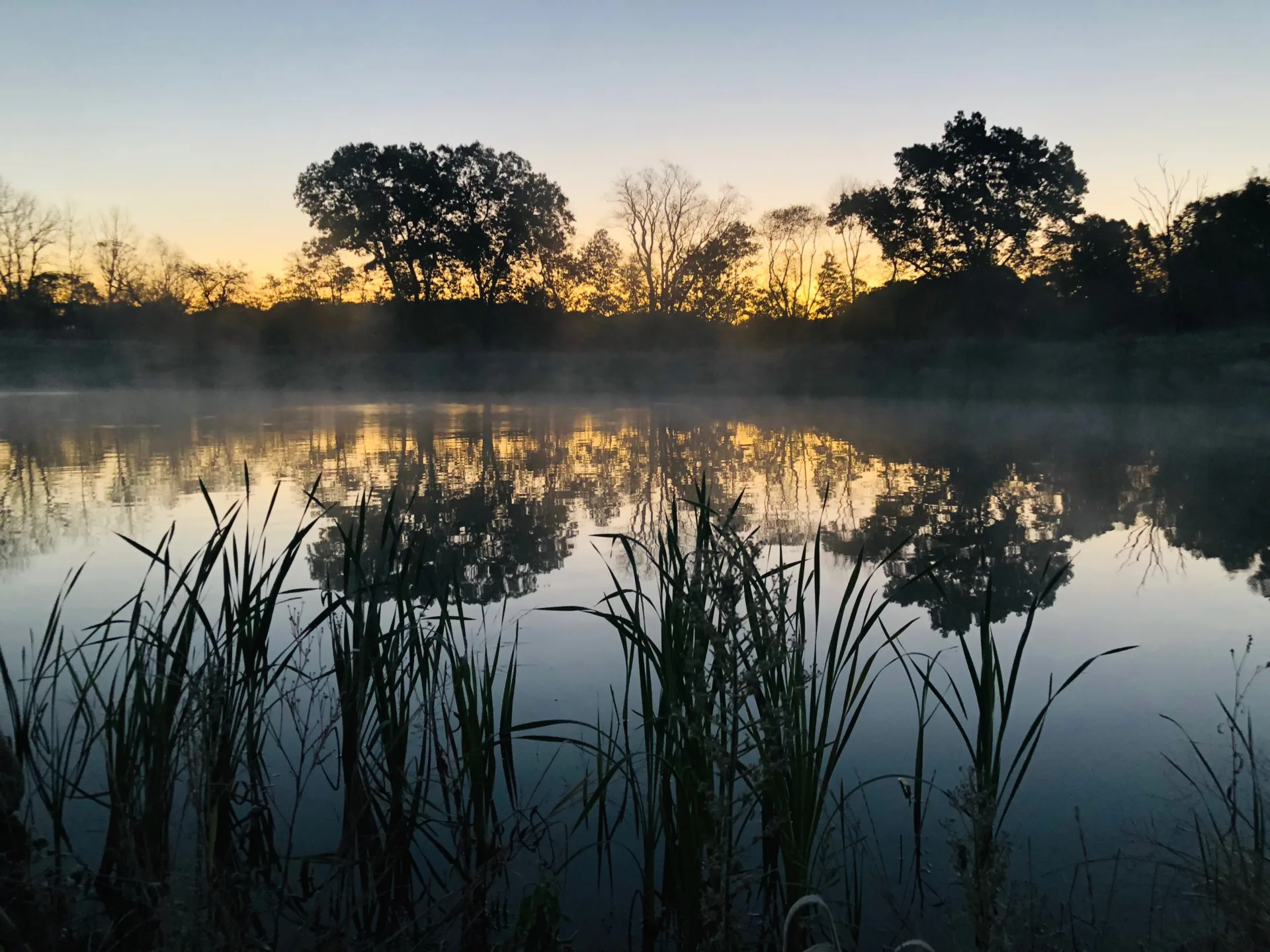 pond at dusk reflecting the surrounding trees and grass