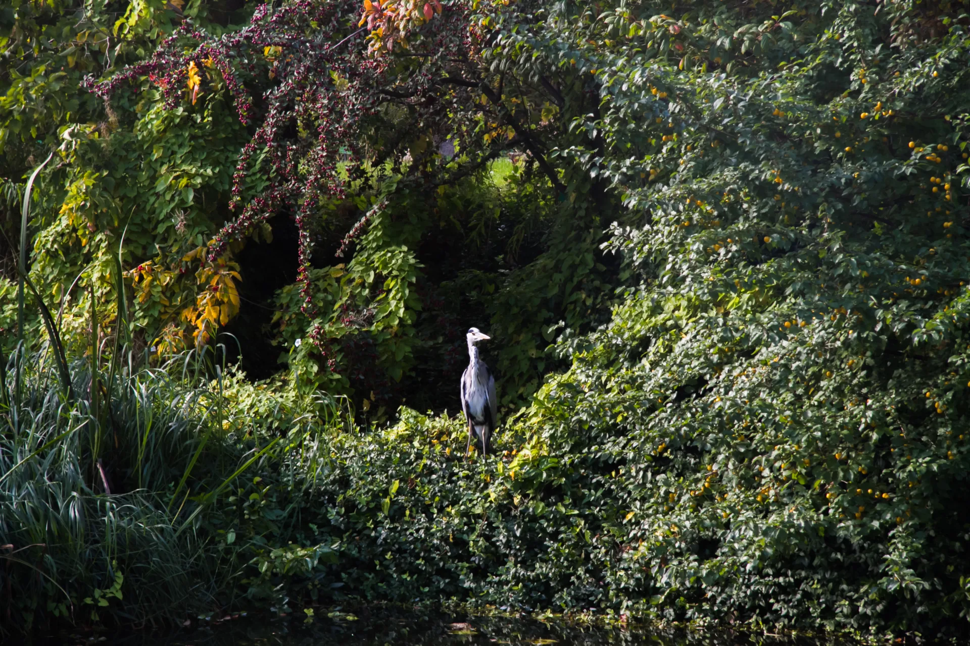 A heron, well camouflaged against autumn foliage