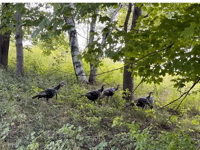 A group of five turkeys walks through greenery in the woods