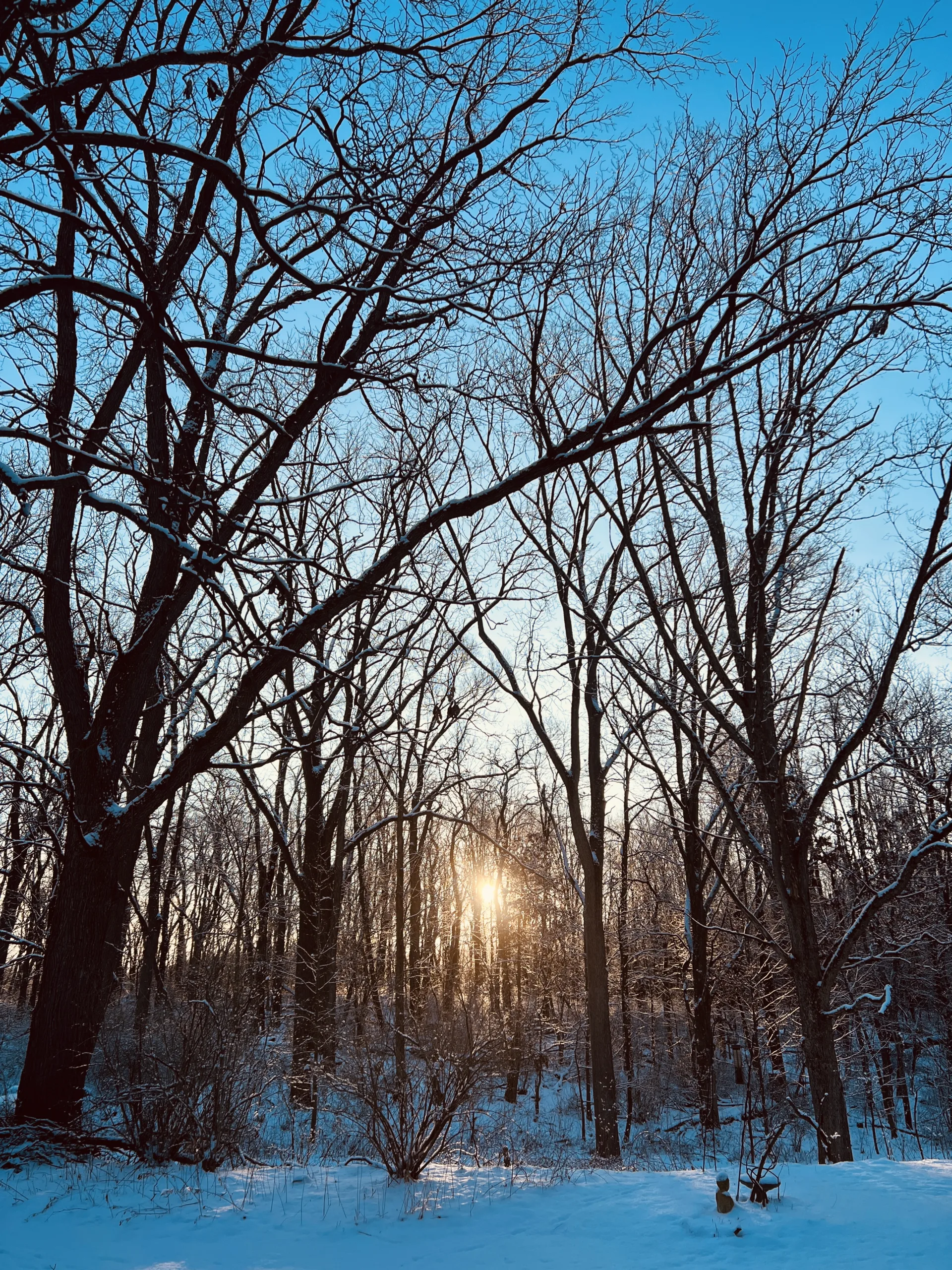 winter trees with sunset and blue sky