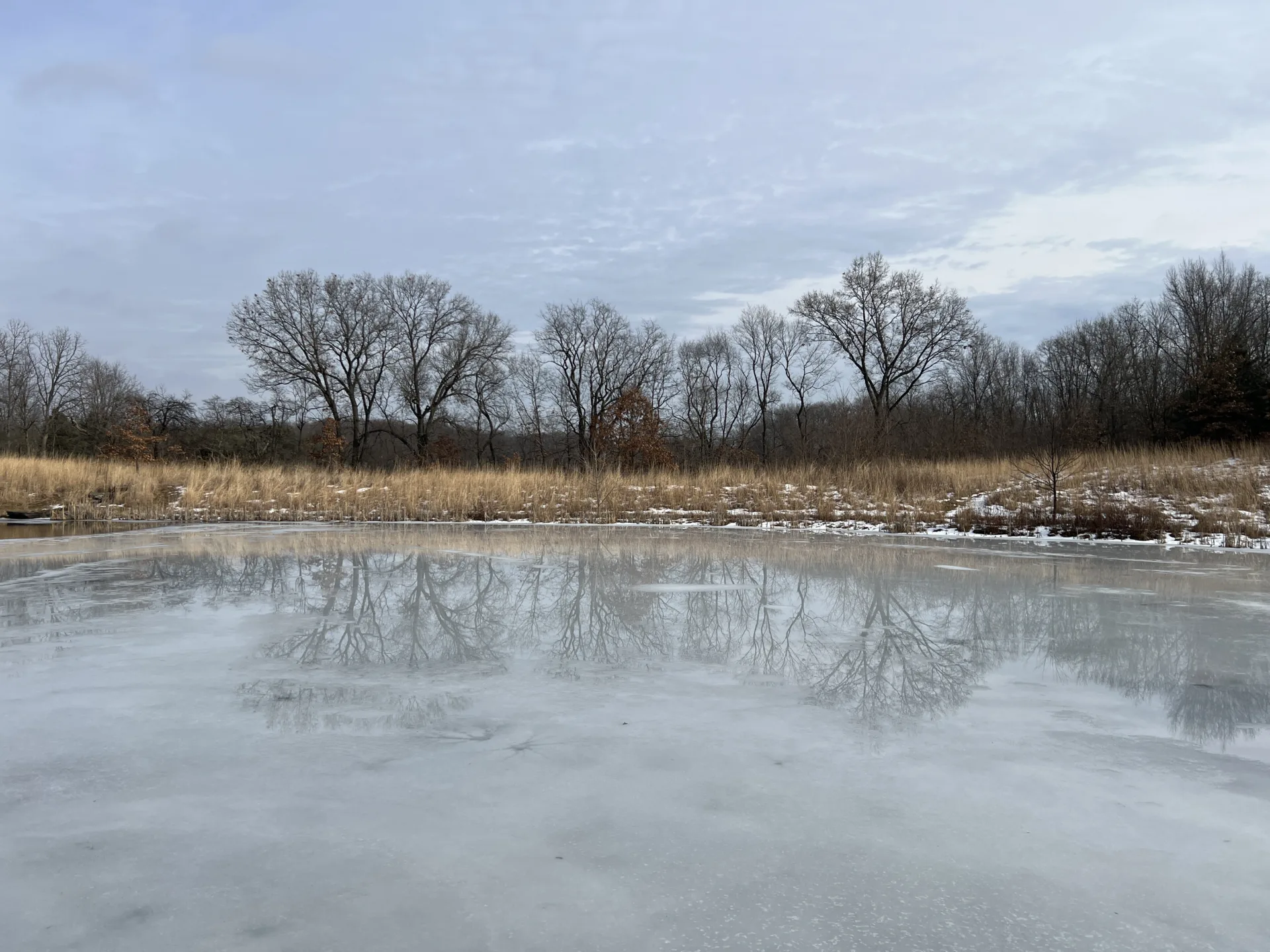 bare trees reflecting in frozen pond in winter