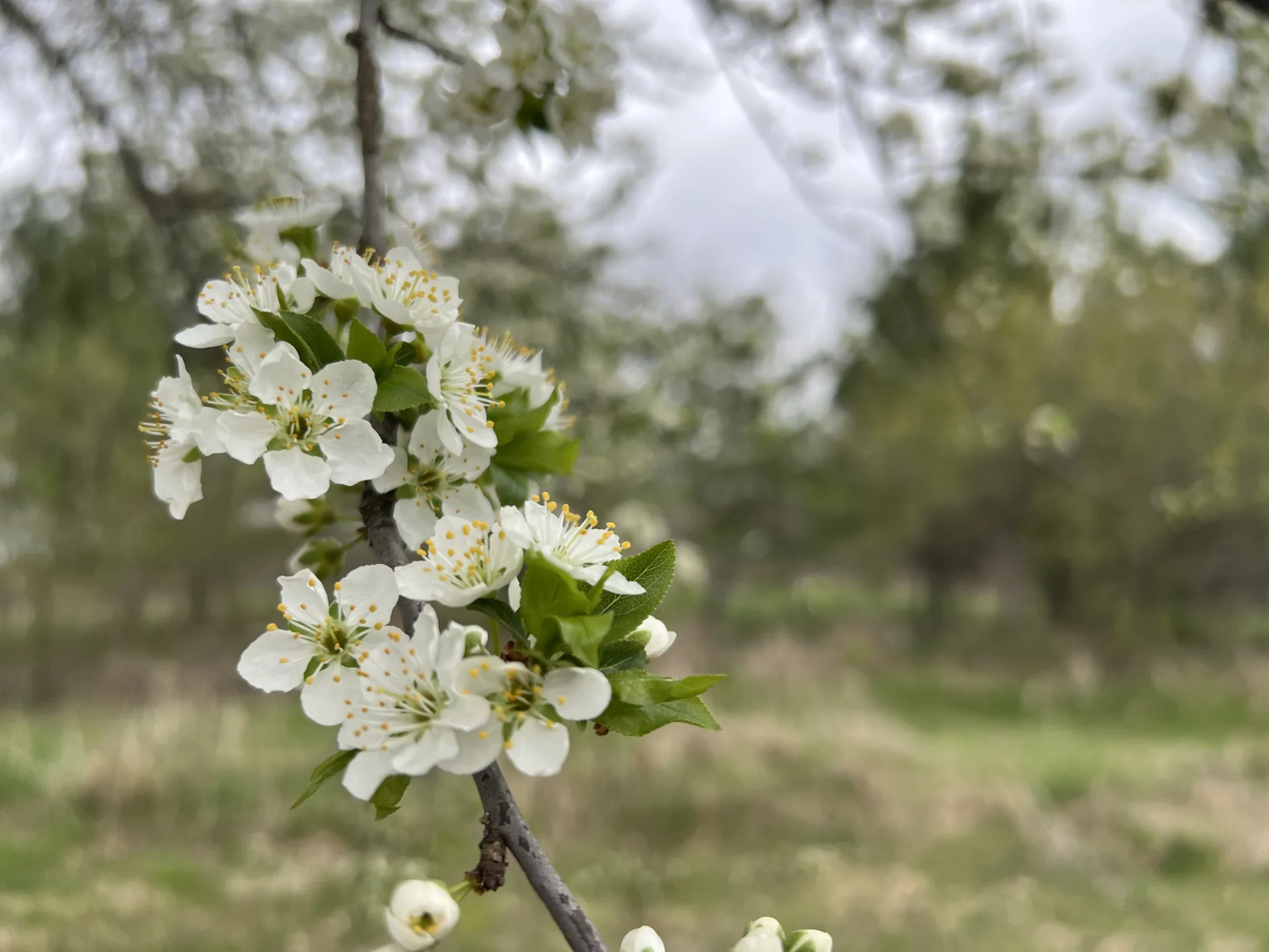 white dogwood flowers blooming in spring