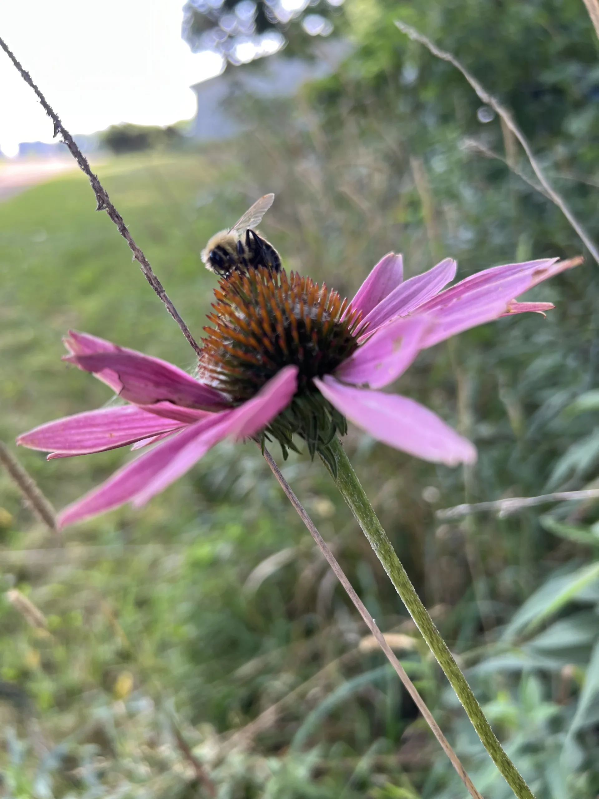 honeybee on purple echinacea flower in summer