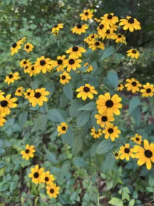 yellow flowers with black centers in summer