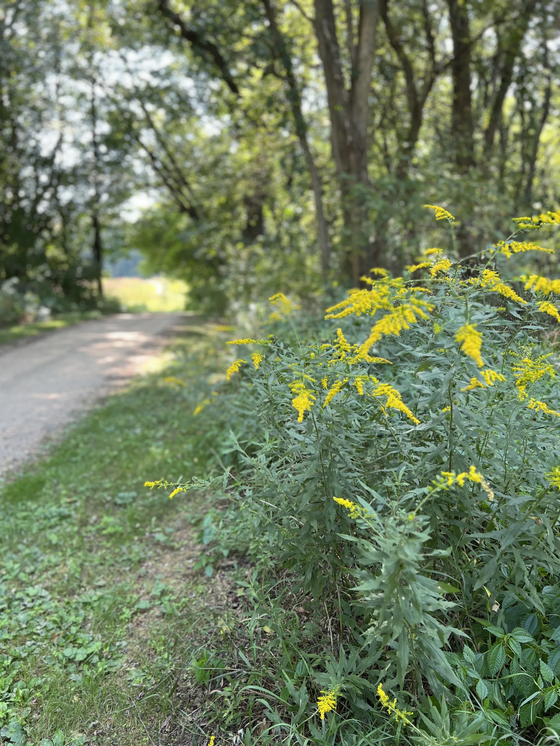 yellow goldenrod flowers by gravel road in summer