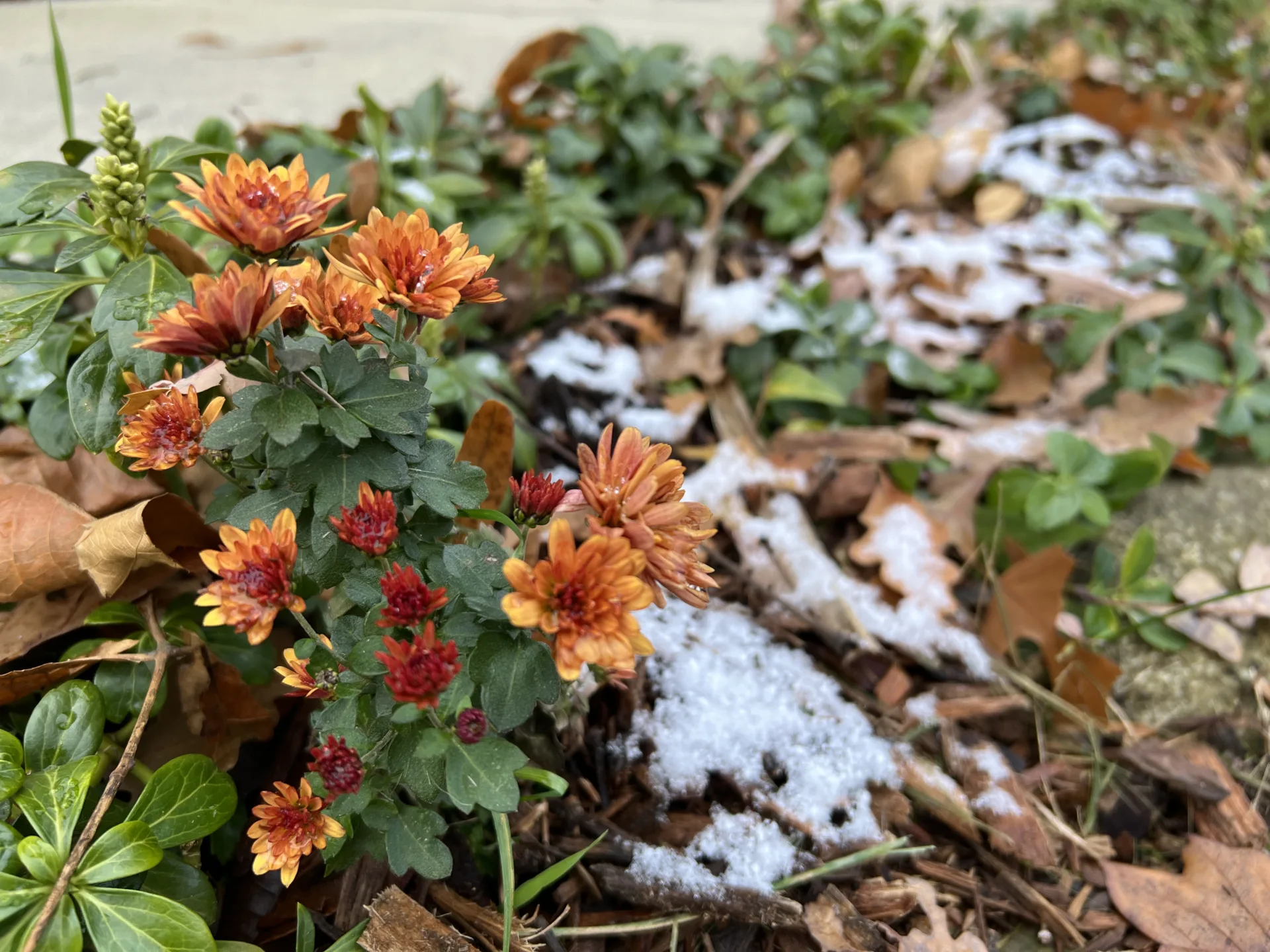 golden chrysanthemum flowers with a dusting of snow in late fall/autumn