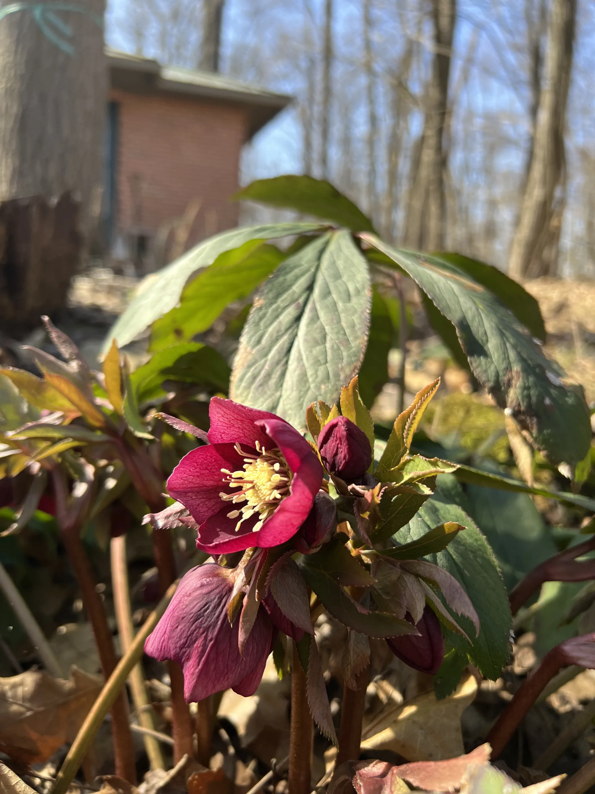 red flower in spring