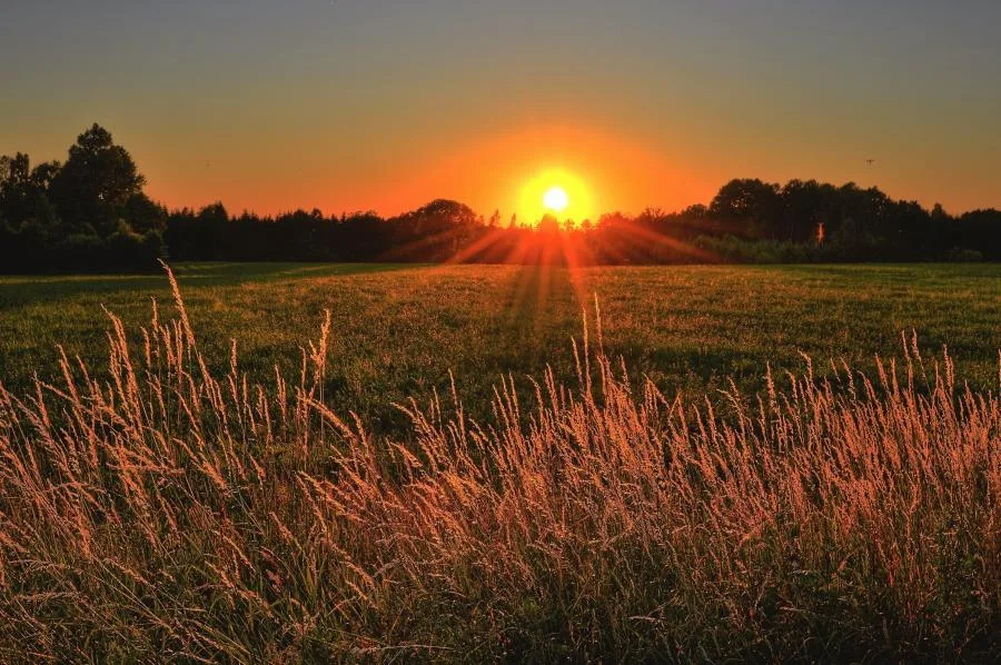 sun sets over green meadow with tall grass in foreground